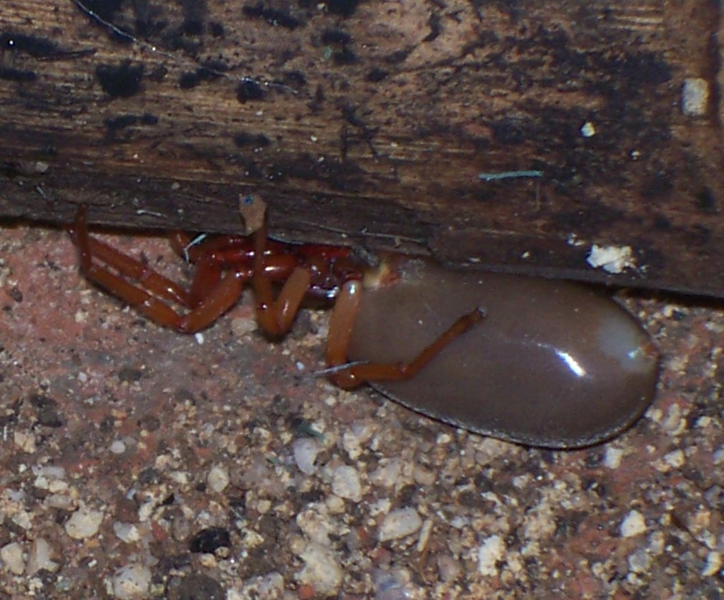 Dysderidae dall''addome gonfio (..in stato 